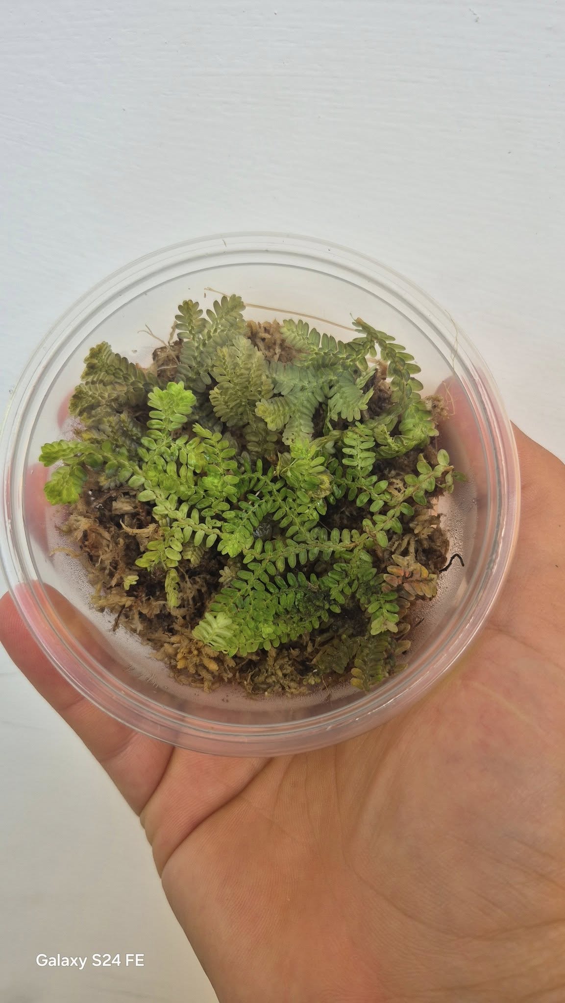 Selaginella uncinata